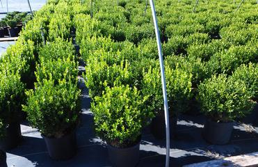 Green Velvet Boxwood VS. Winter Gem Boxwood (comparison)