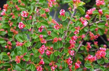 Drought Tolerant Shrubs for Central and Eastern U.S.