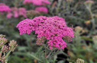 Achillea: The Unsung Heroes of the Perennial Landscape