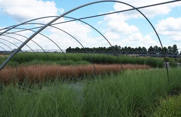 Best Ornamental Grasses For Creating A Screen