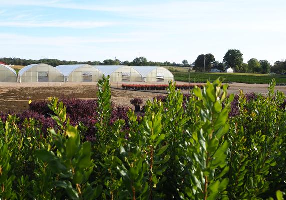 Myrica pensylvanica & Greenhouses