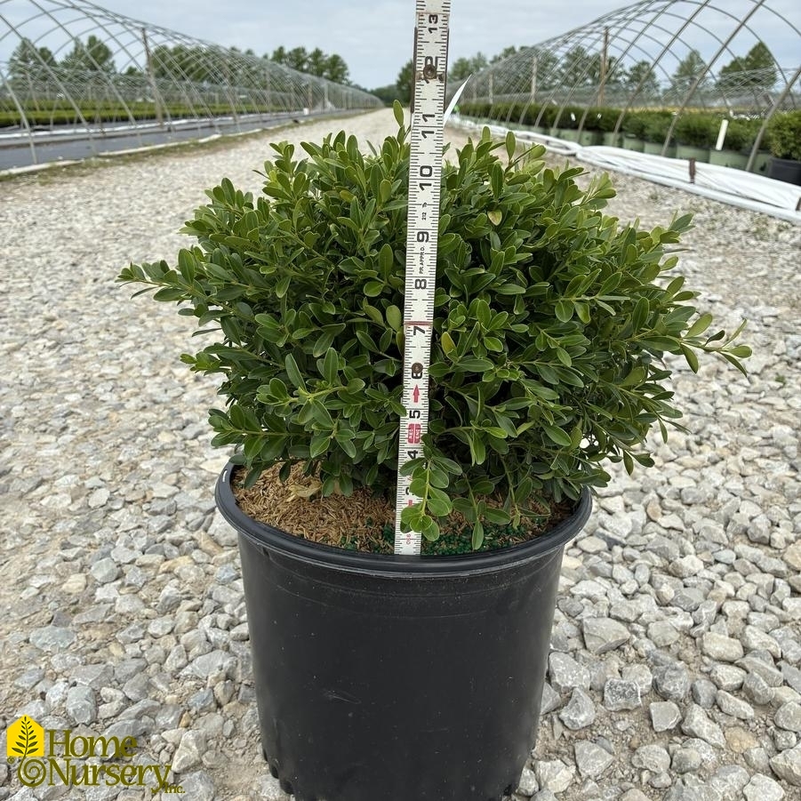 Buxus sinica var. insularis 'Franklin's Gem'