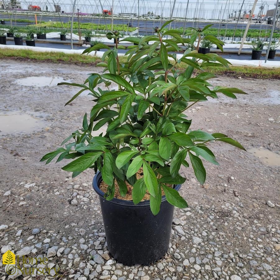 Paeonia lactiflora 'Red Magic'