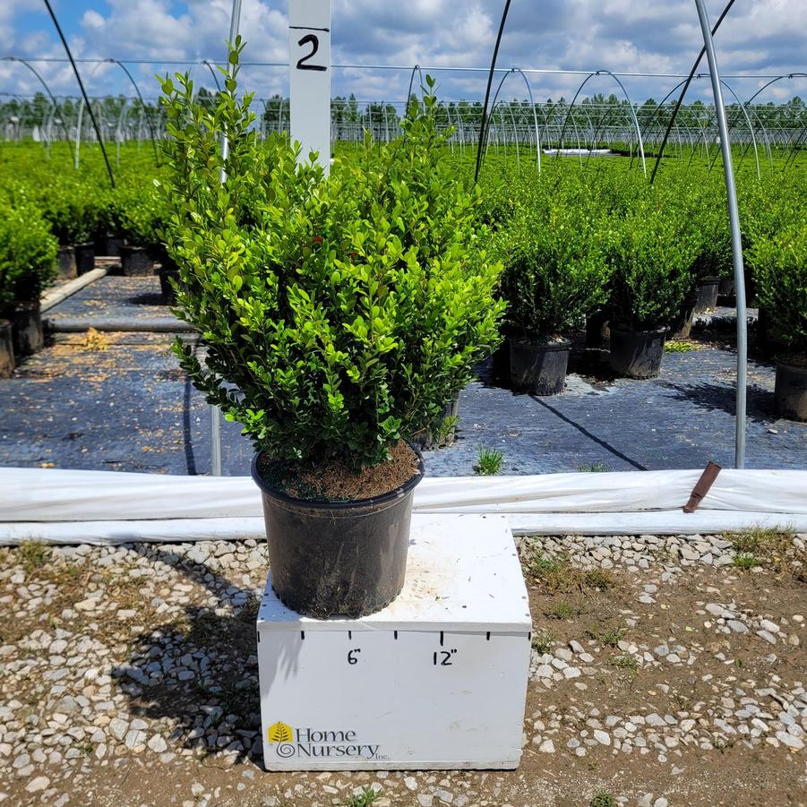 Buxus sinica var. insularis 'Winter Gem'