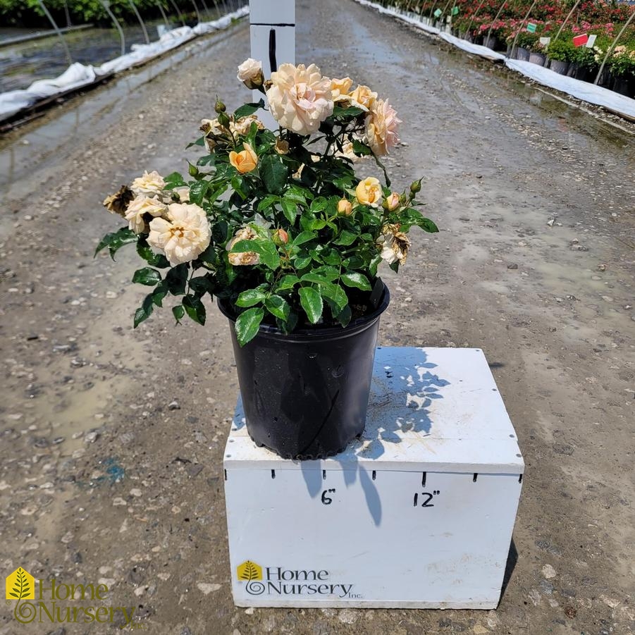 Rosa x Cream™ Veranda®