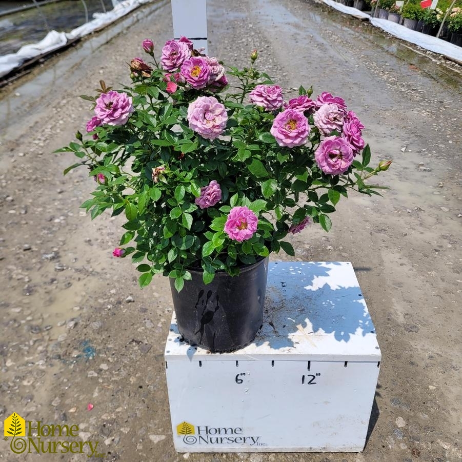 Rosa x Lavender Veranda®
