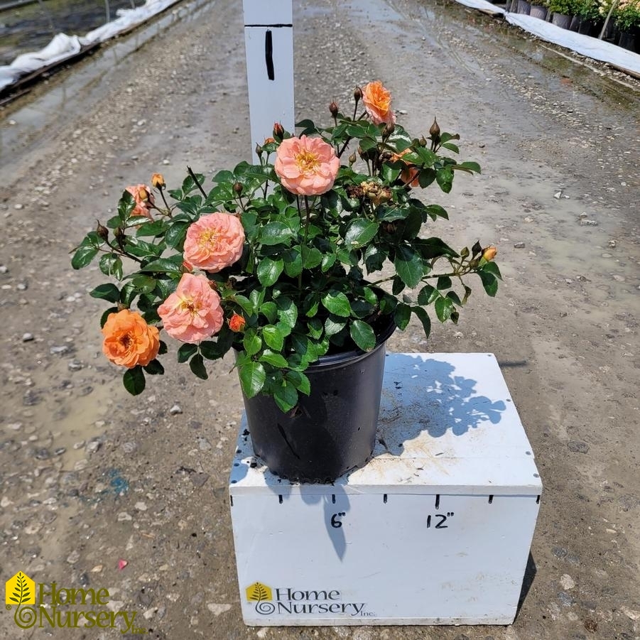Rosa x Mango Veranda®