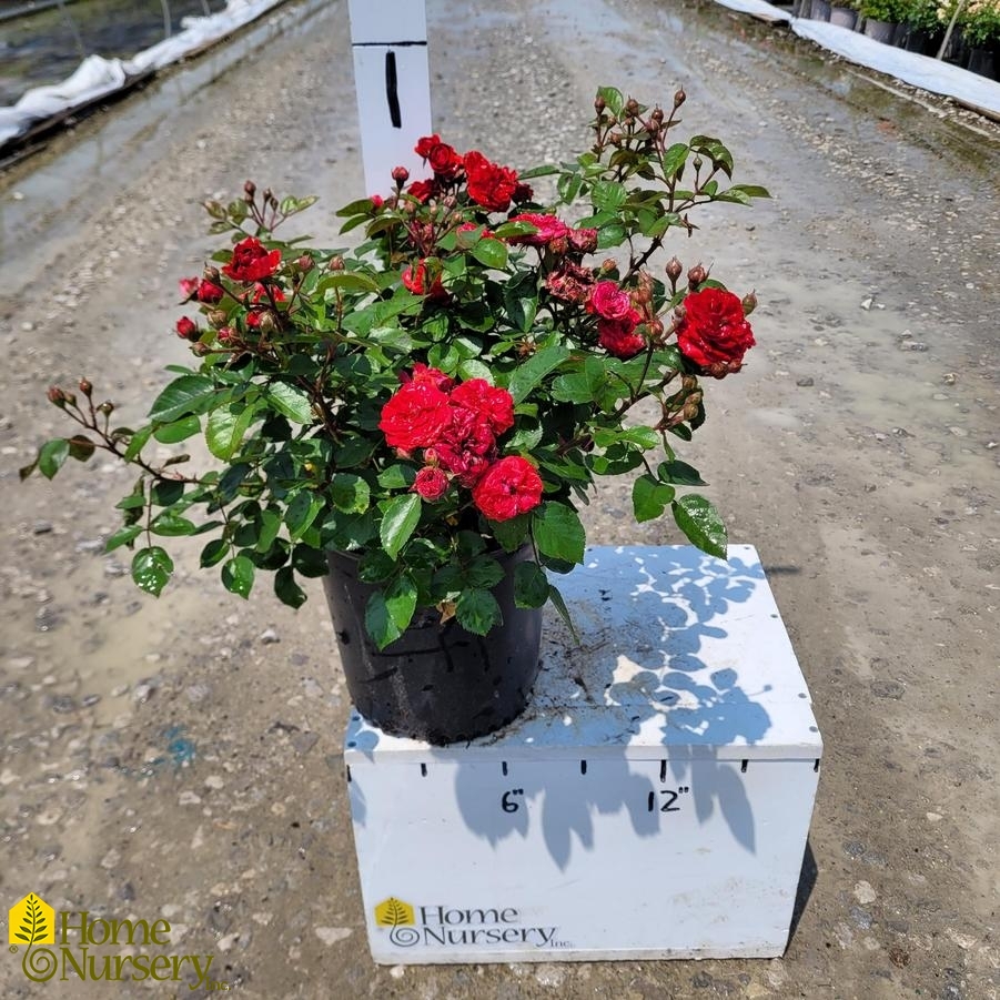 Rosa x Roxanne™ Veranda®