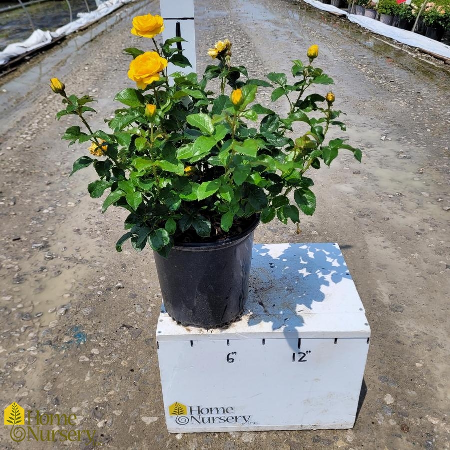 Rosa x Sunbeam™ Veranda®