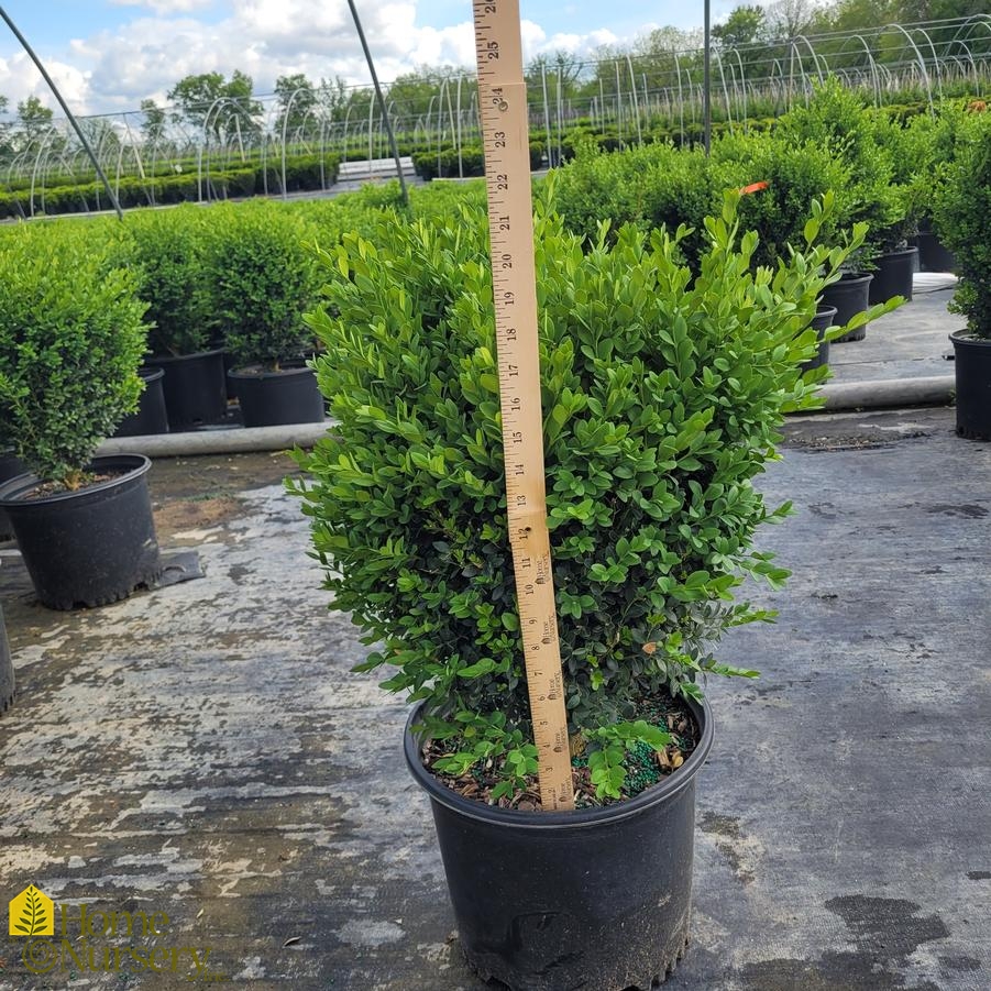 Buxus x 'Green Mountain'