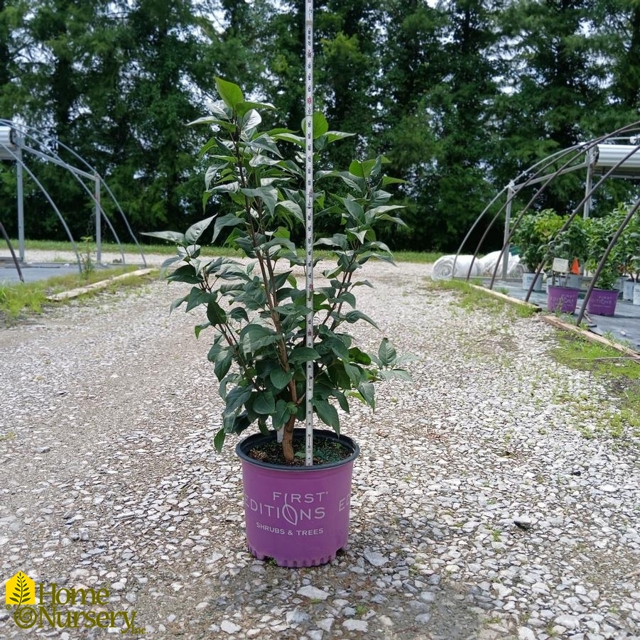Syringa Virtual Violet®
