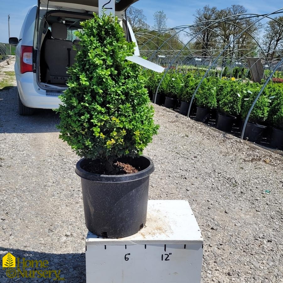 Buxus x 'Green Mountain' Pyramidal