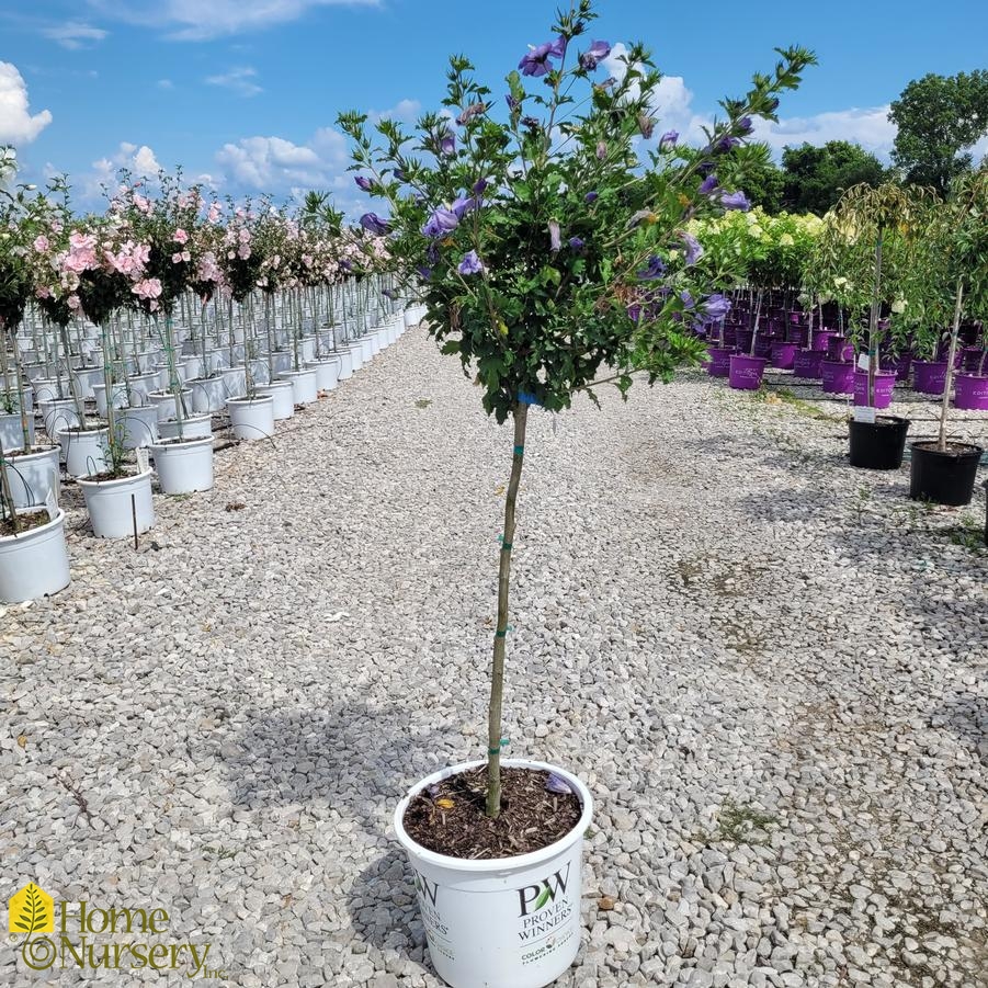 Hibiscus syriacus Azurri Blue Satin® Tree