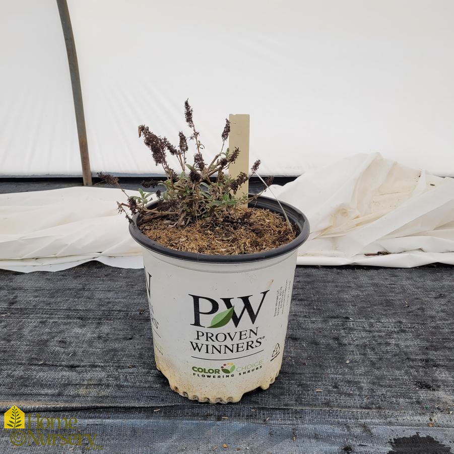 Buddleia x Pugster White®