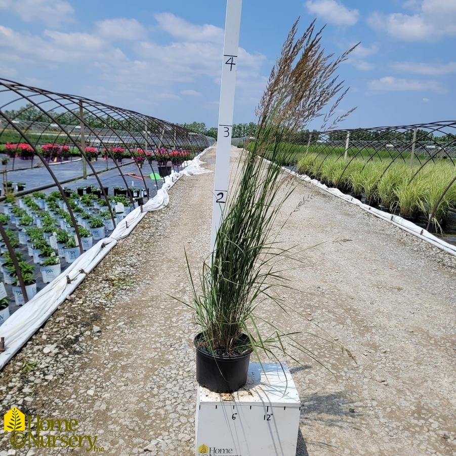 Calamagrostis x acutiflora 'Karl Foerster'