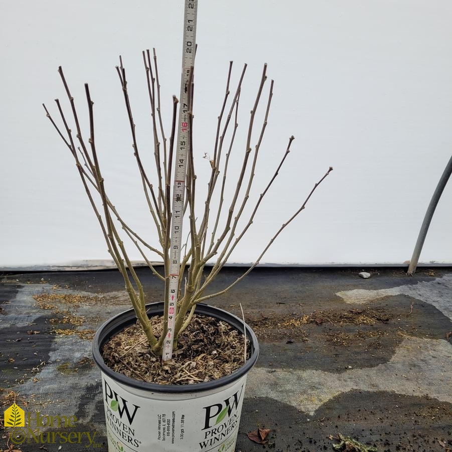 Hibiscus syriacus Dark Lavender Chiffon®