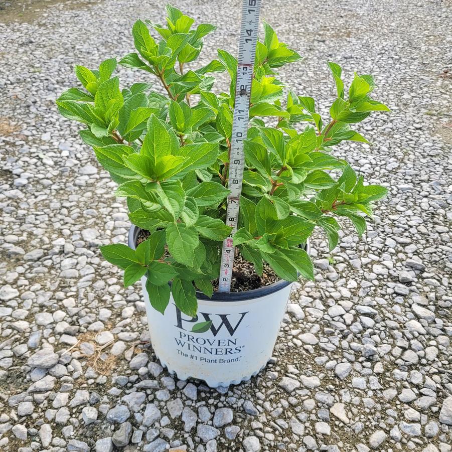 Hydrangea paniculata Little Lime Punch®