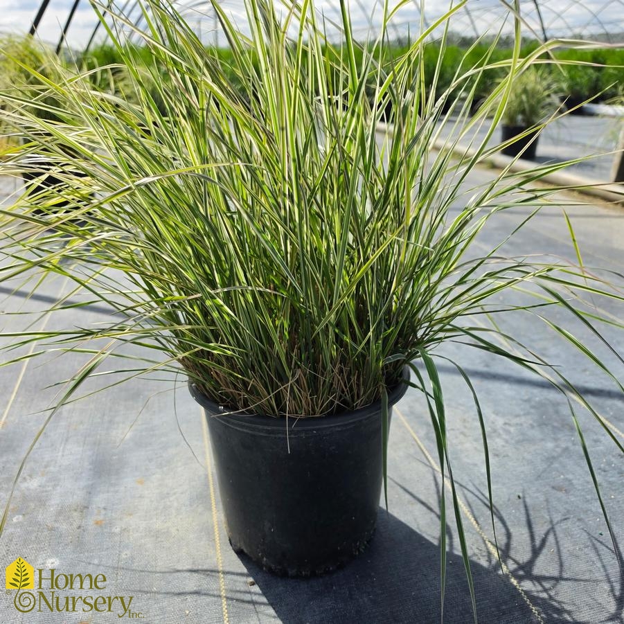 Calamagrostis x acutiflora 'Overdam'