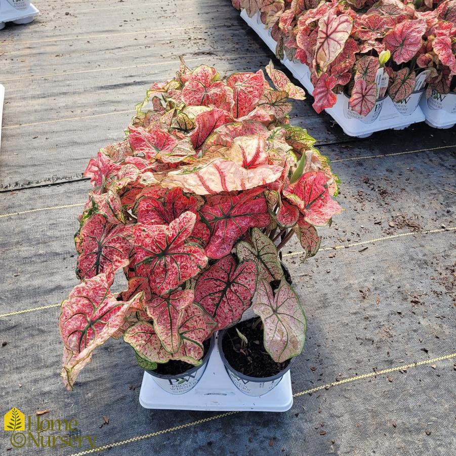 Caladium hortulanum Heart to Heart® 'Bottle Rocket'