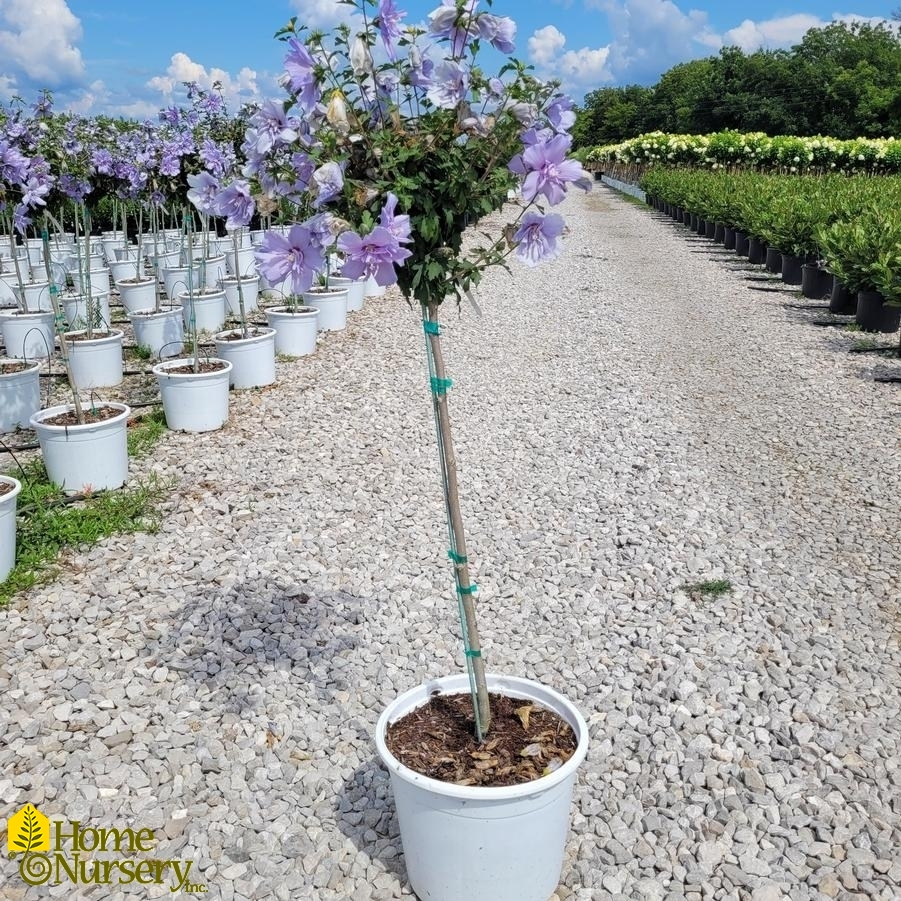 Hibiscus syriacus Blue Chiffon® Tree
