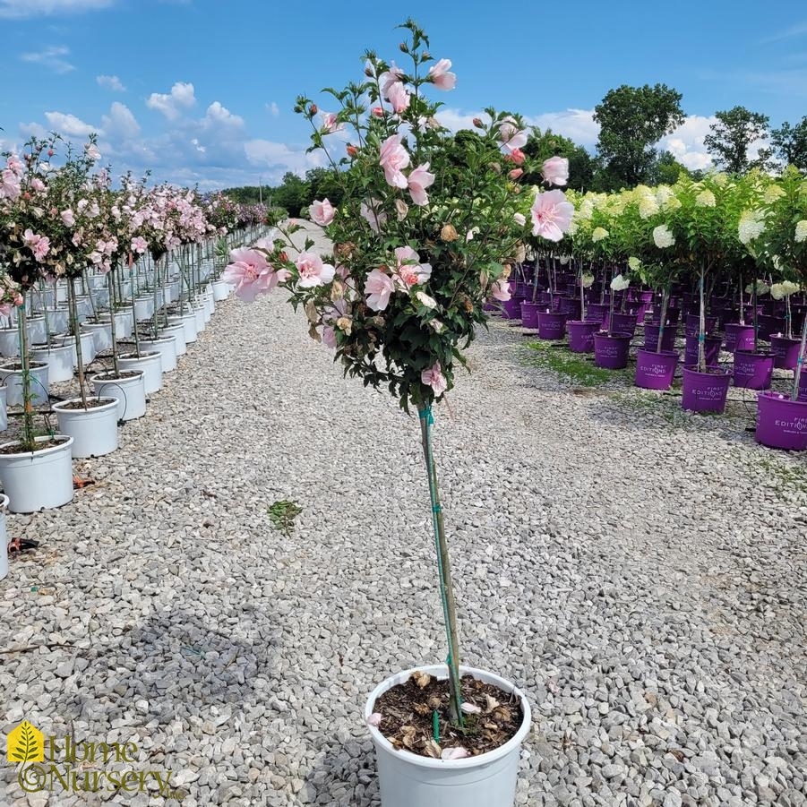 Hibiscus syriacus Pink Chiffon® Tree