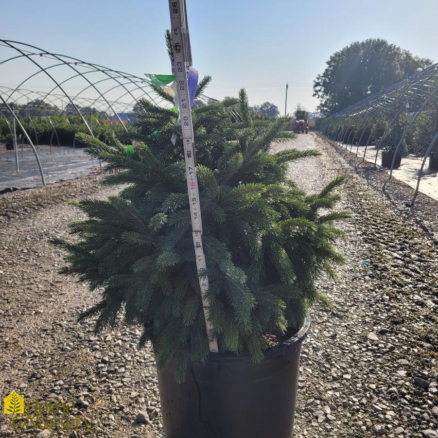 Picea glauca 'Densata'