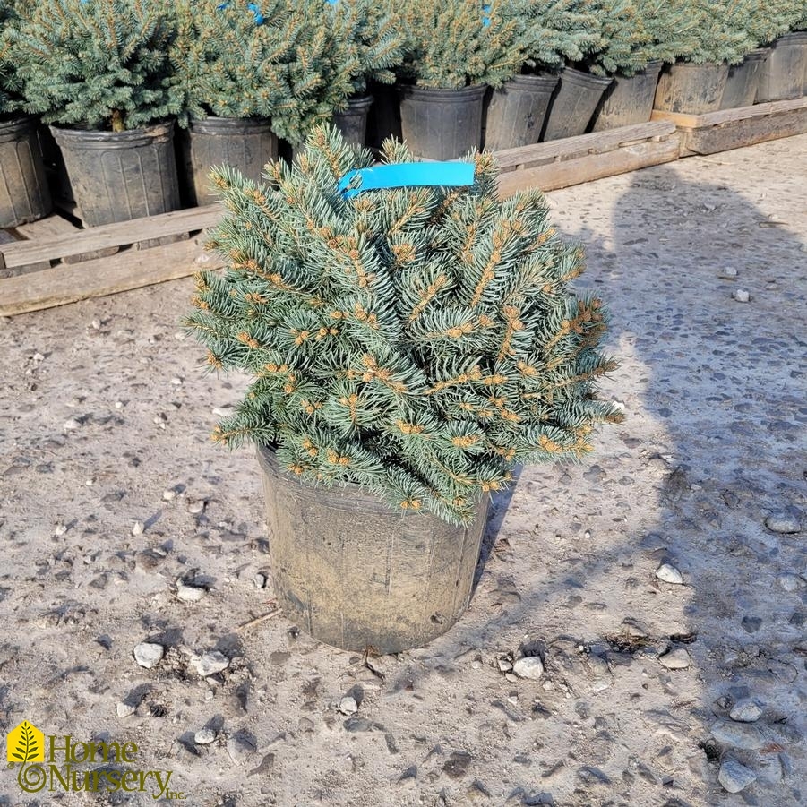 Picea pungens 'Globosa' - low standard