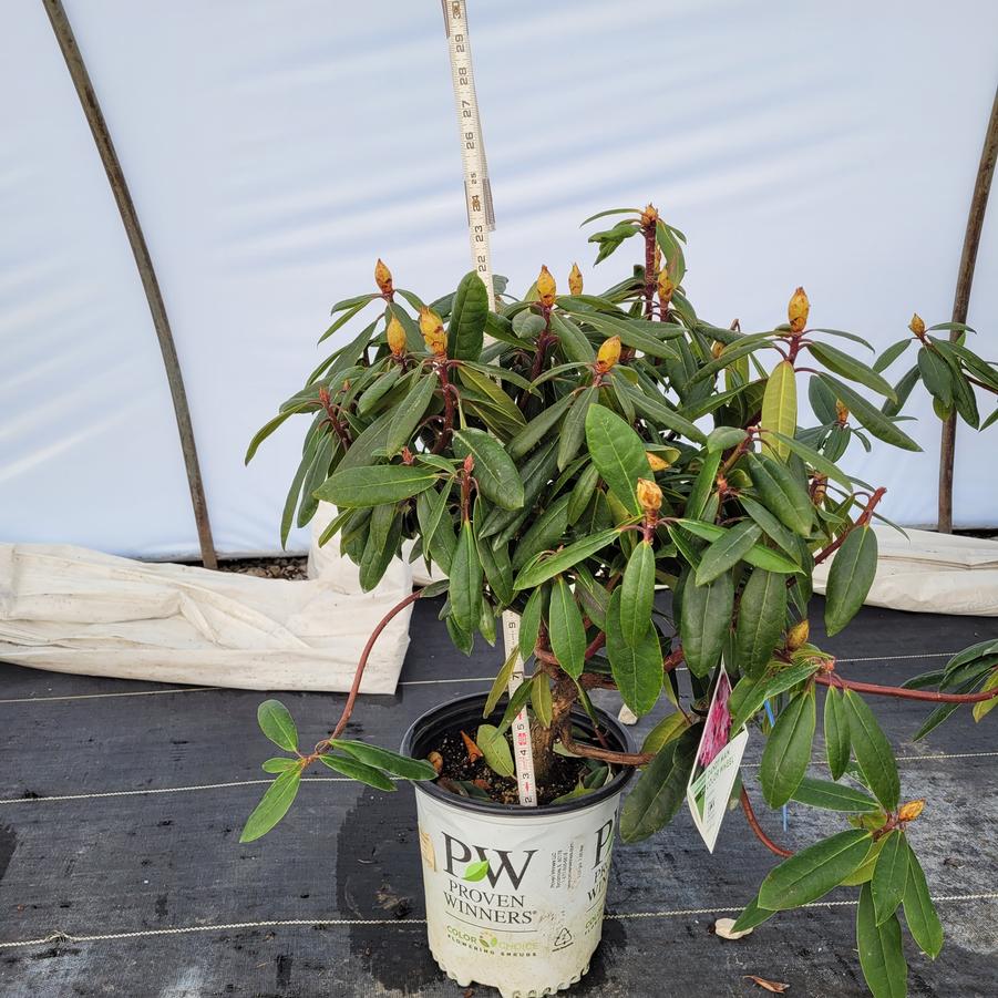 Rhododendron x Dandy Man Color Wheel®