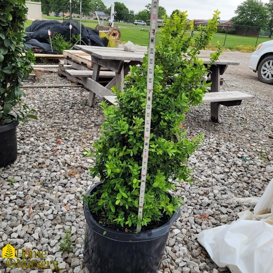 Buxus sempervirens 'Dee Runk'