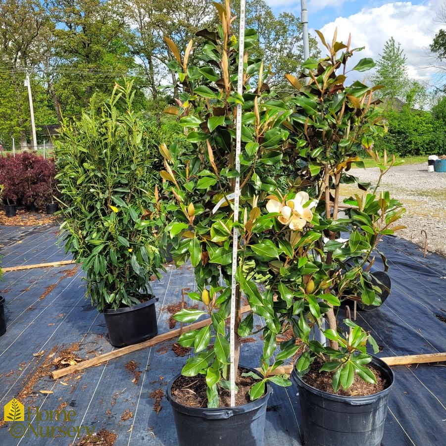 Magnolia grandiflora 'Bracken's Brown Beauty'