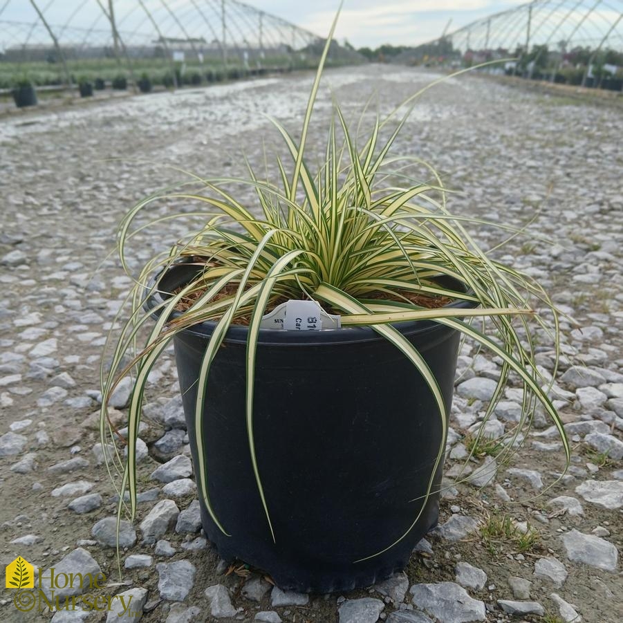 Carex oshimensis 'Evergold'
