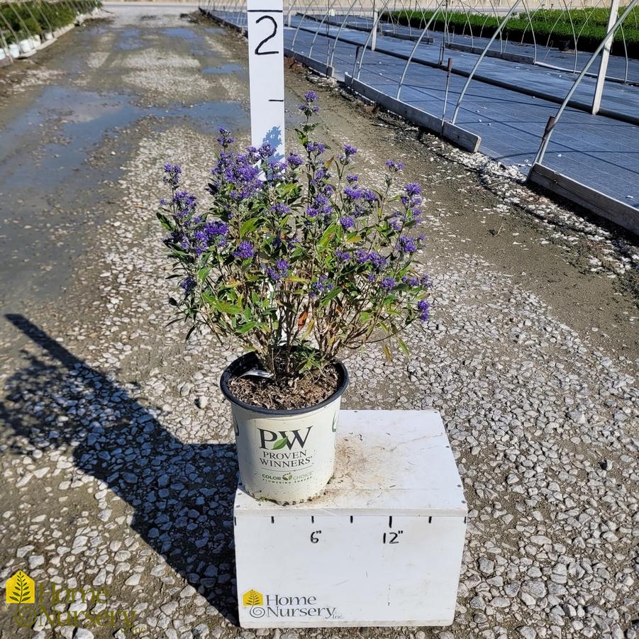 Caryopteris x clandonensis Beyond Midnight®
