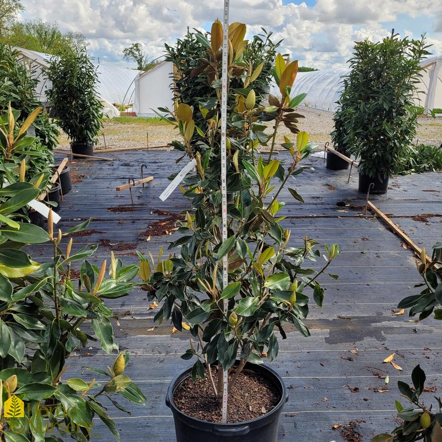 Magnolia grandiflora 'Little Gem'
