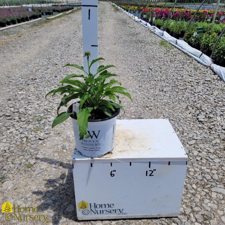 Echinacea x Lakota™ Fire