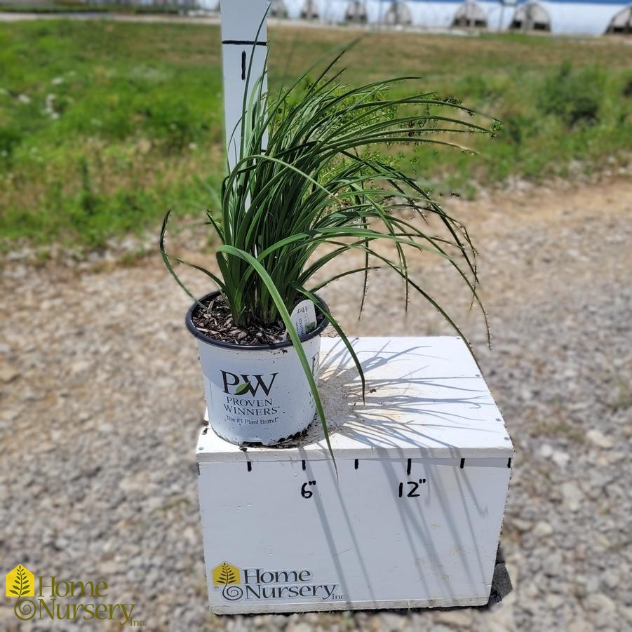 Kniphofia x Pyromania® 'Hot and Cold'