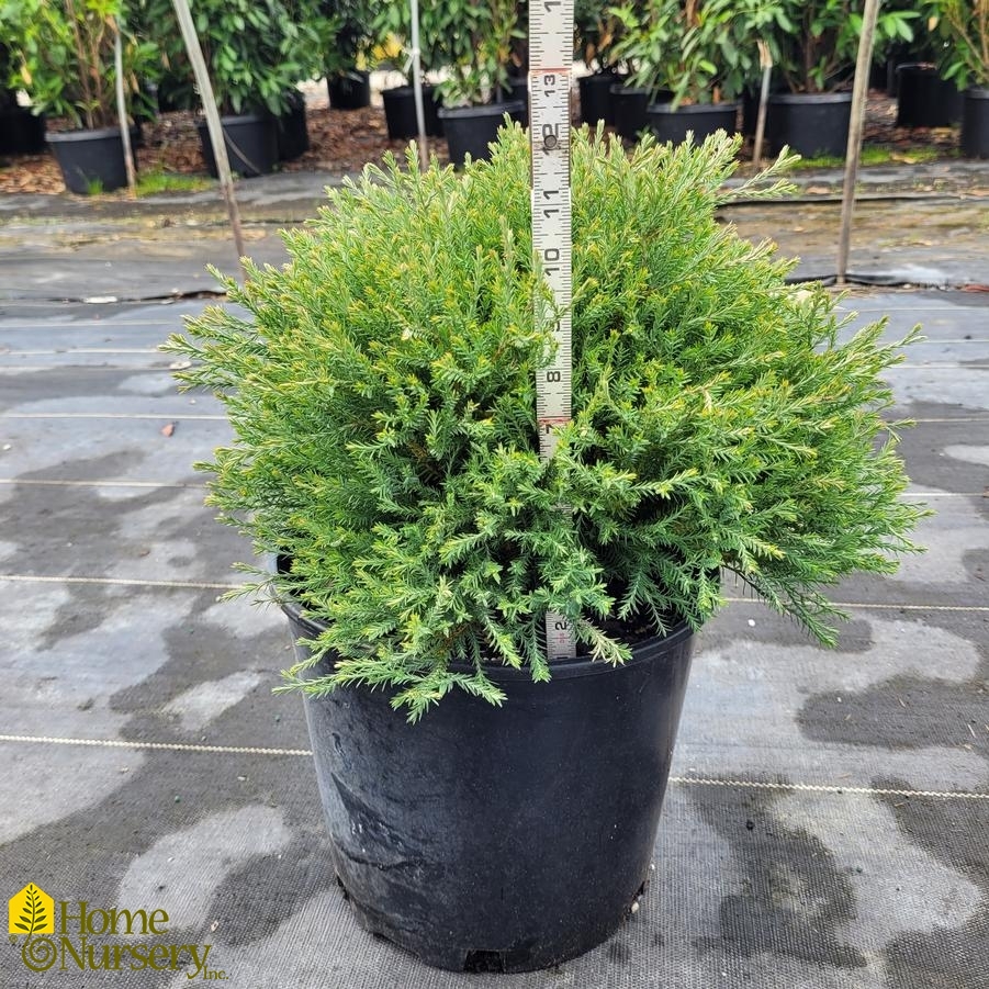 Thuja occidentalis Mr. Bowling Ball®