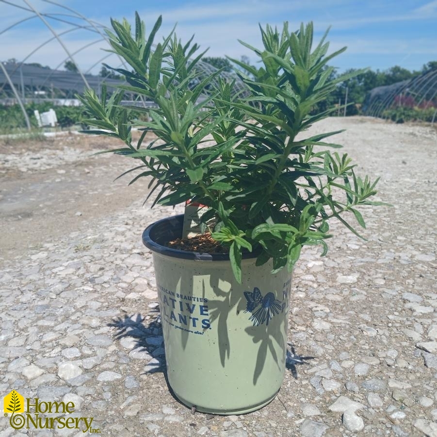 Asclepias tuberosa 'Hello Yellow'
