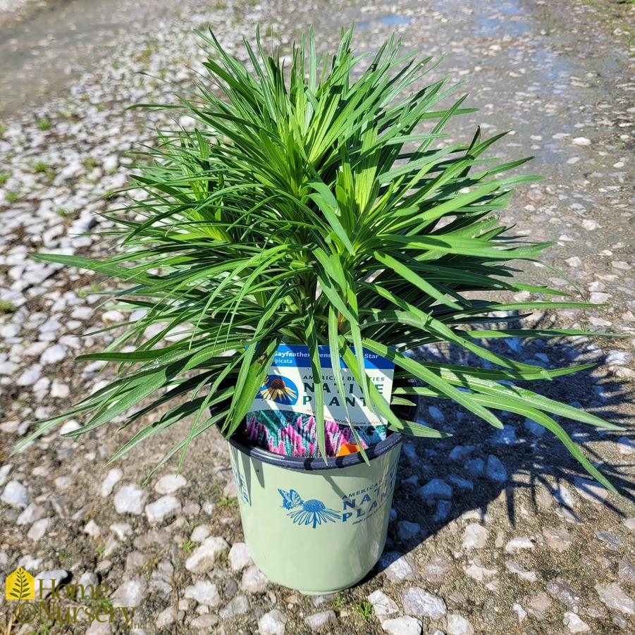 Liatris spicata 
