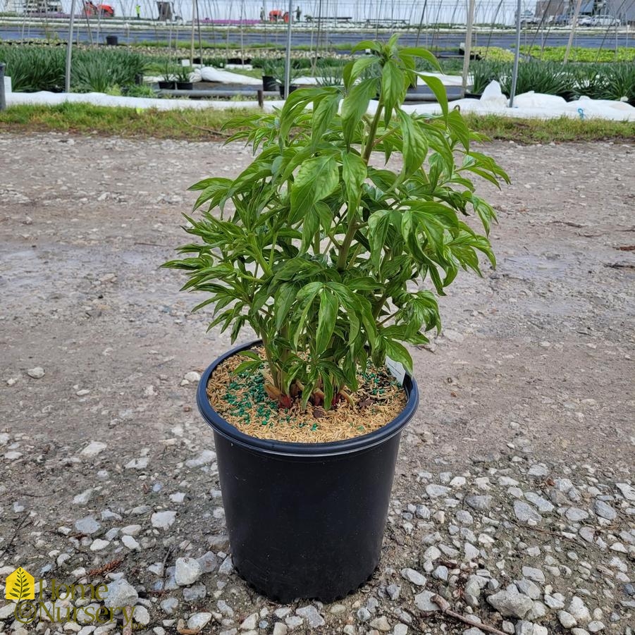 Paeonia x 'Festiva Maxima'