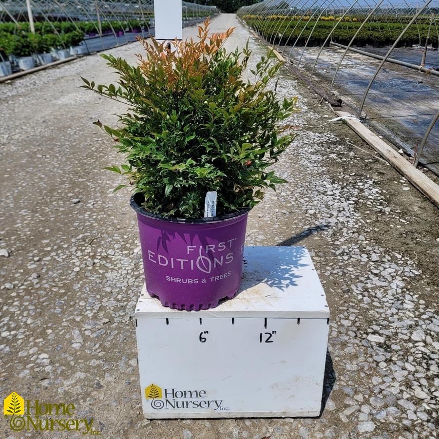 Nandina dom Cool Glow™ Pomegranate