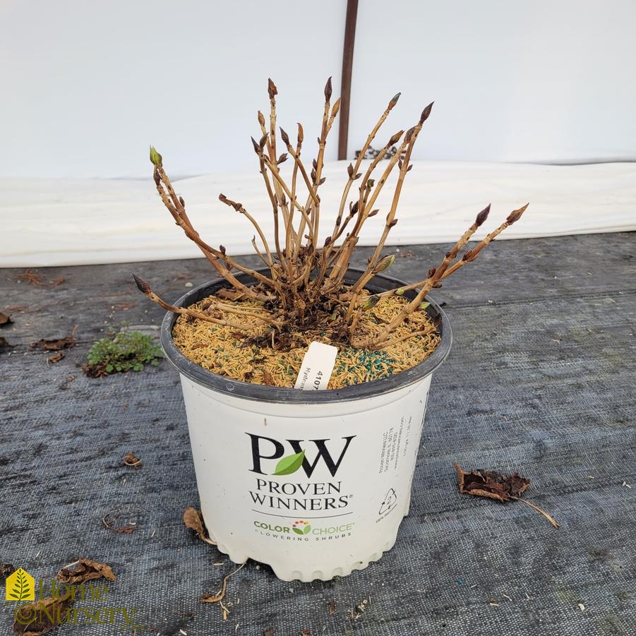 Hydrangea macrophylla Sky View®