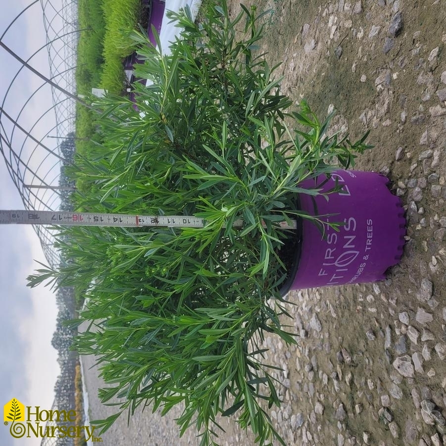 Hypericum Kalmianum Cobalt-N-Gold™