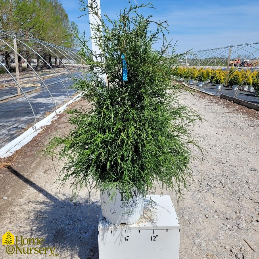Chamaecyparis Lawsoniana Haywire
