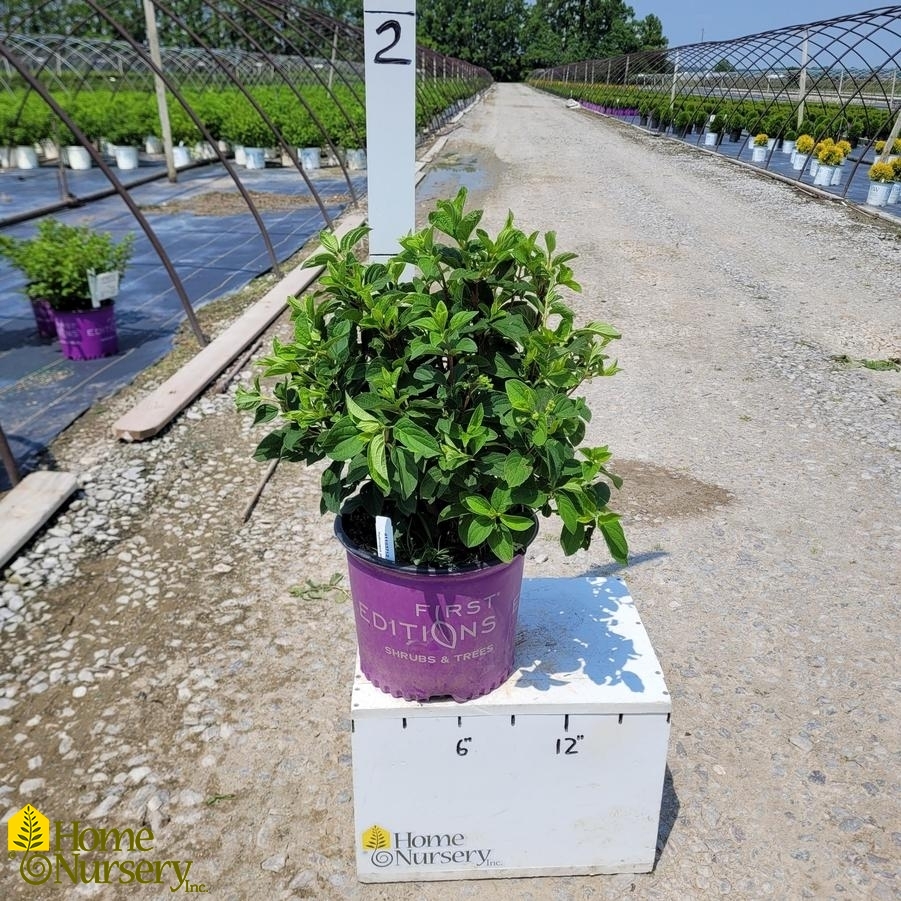 Hydrangea Paniculata Little Hottie®