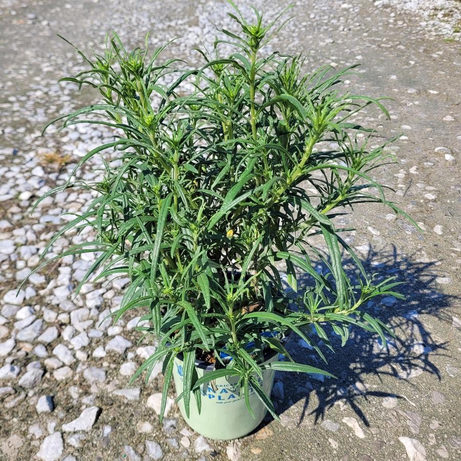 Helianthus salicifolius Autumn Gold