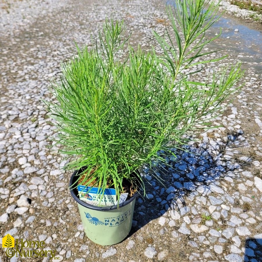 Amsonia hubrichtii 