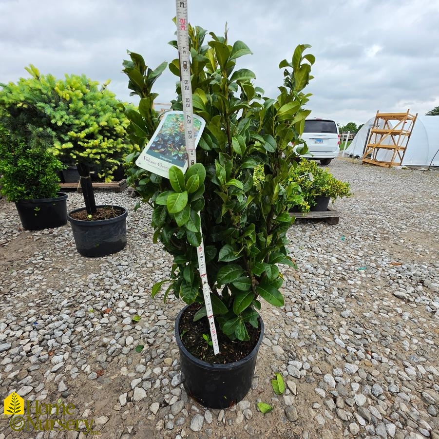 Prunus laurocerasus Volcano