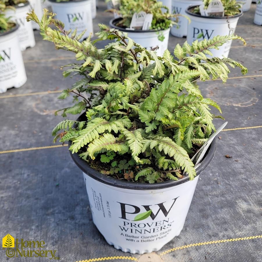 Athyrium niponicum 'Crested Surf'