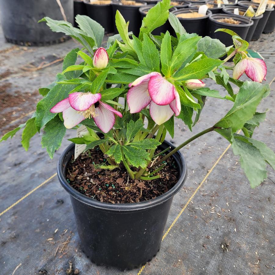 Helleborus x Honeymoon® 'French Kiss'