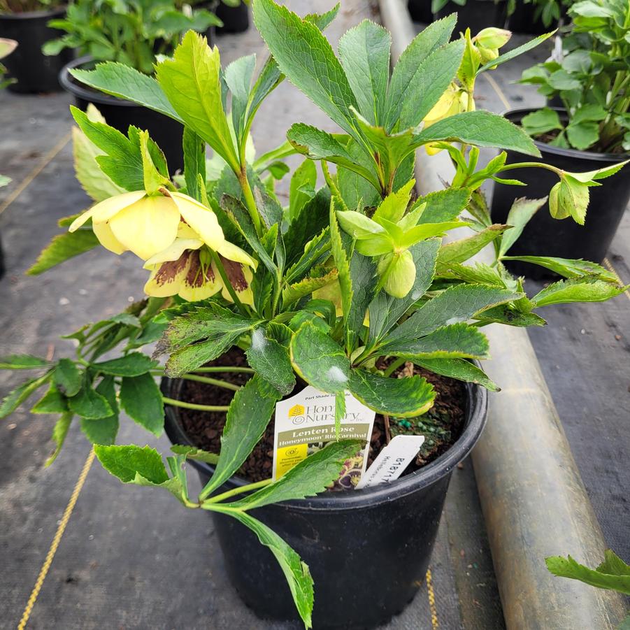 Helleborus x Honeymoon® 'Rio Carnival'